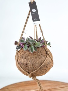 Kokodama hanging Peperomia Piccolo Banda