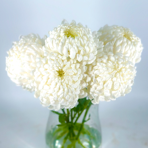 Chrysanthemum Stems