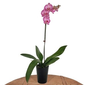 Products: Orchid Plant, assorted colours