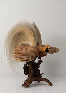 Taxidermy Birds: Bird of Paradise