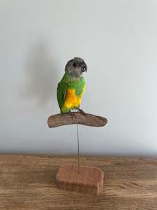 Taxidermy Birds: Senegal Parrot