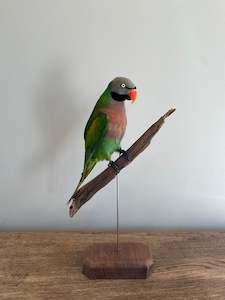 Taxidermy Birds: Moustache Parrot