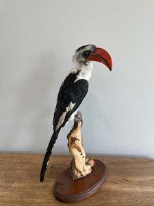 Taxidermy Birds: Von Decken’s Hornbill