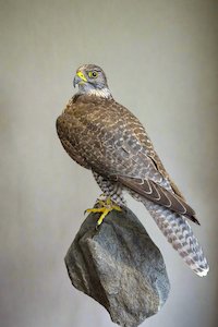Taxidermy Birds: Gyrfalcon