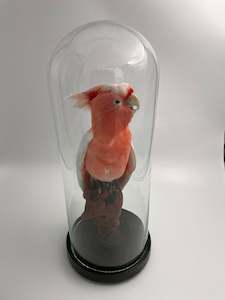 Taxidermy Birds: Pink Cockatoo in Antique Glass Dome