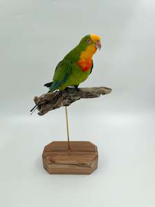 Barraband Parrot