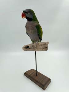Taxidermy Birds: Derby Parrot