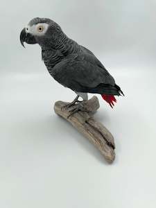 Taxidermy Birds: African Grey Parrot