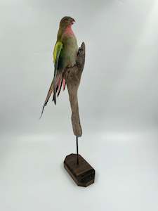 Taxidermy Birds: Princess Parrot