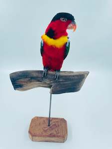 Yellow Bibbed Lory