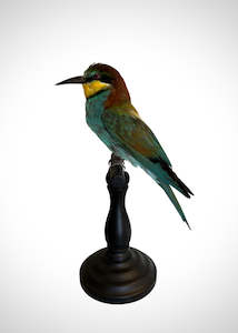 Taxidermy Birds: Bee Eater