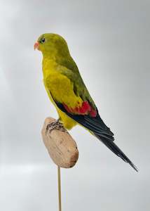 Taxidermy Birds: Rock Pebbler