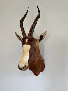Blesbok