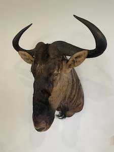 Blue Wildebeest