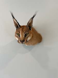 Caracal