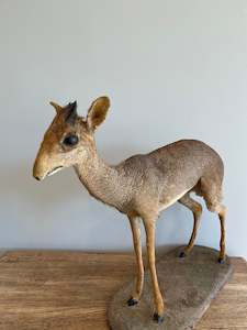 Dik-Dik