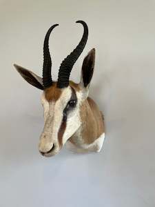 Taxidermy Mammals: Springbok