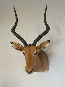 Taxidermy Mammals: Impala