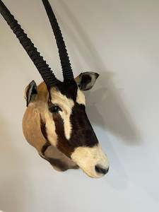 Gemsbok
