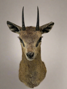 Taxidermy Mammals: Klipspringer