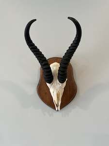Bones: Springbok Euro Mount