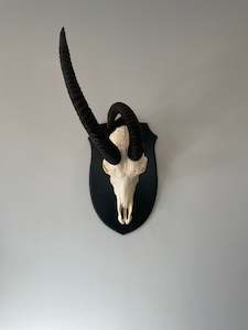 Bones: Sable Euro Mount