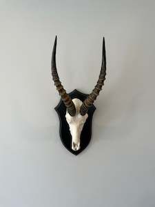 Blesbok Euro Mount