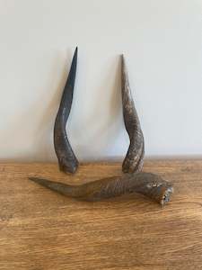 Bones: Bushbuck Horns