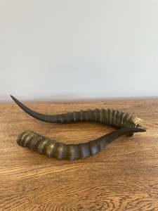 Blesbok Horns