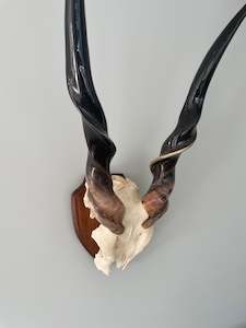 Male Eland Polished Skull Cap with Horns