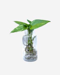 Propagation Stations: Tall Vase Propagation Station