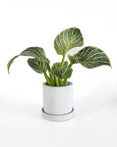 Concrete pots: Grey Concrete Planter