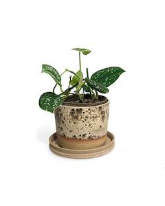 Plants: Satin Pothos