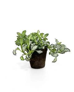 Indoor Plants: Nerve Plant (Fittonia)