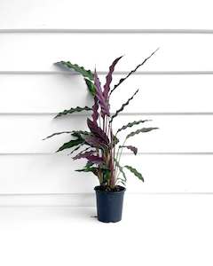 Indoor Plants: Calathea Rufibarba