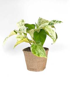Indoor Plants: Marble Queen Pothos