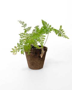 Indoor Plants: Rabbit Foot Fern
