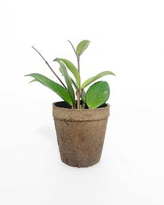 Indoor Plants: Hoya Carnosa