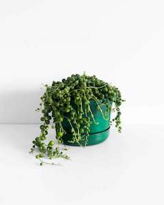 Indoor Plants: String of Pearls Plant