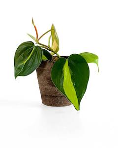 Indoor Plants: Philodendron Brasil