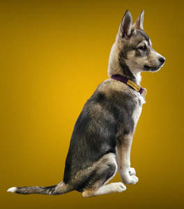 Limited Slip Collar - Puppy & Small Sizes