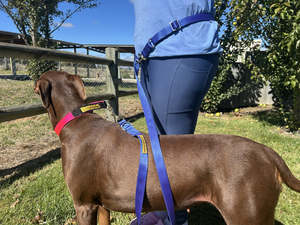 Leads: Hands Free Training Obedience Lead - Medium to Large Dogs