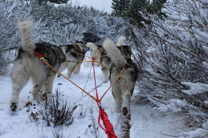 Sled Dog Supplies: 3 or 4 Dog Gangline