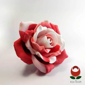 Products: Red Rose Flower (two-tone) – The Rose Factory