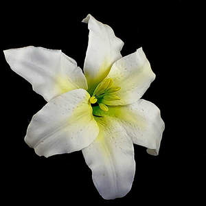 Products: Large Dragon Lilly Flower – The Rose Factory