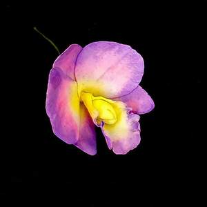 Products: Orchid Flower – L – The Rose Factory