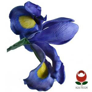Products: Iris Flower (1074) – The Rose Factory