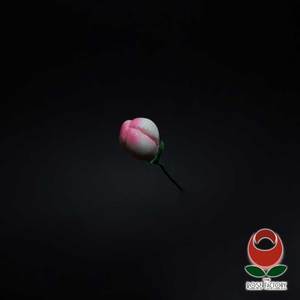 Products: Bud (1242) – The Rose Factory