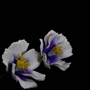 Products: Purple Coreopsis Spray (1253) – The Rose Factory