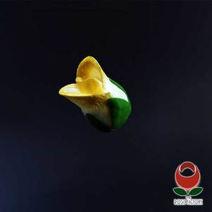 Products: Gold Rose Bud – The Rose Factory